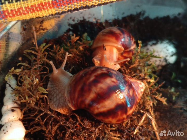 Улитки ахатины маленькие