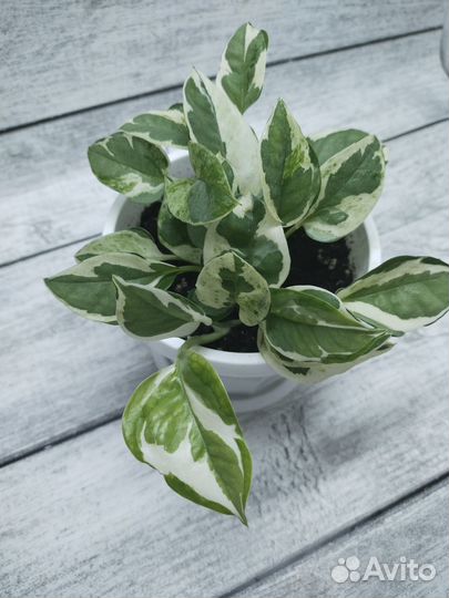 Сциндапсус н джой