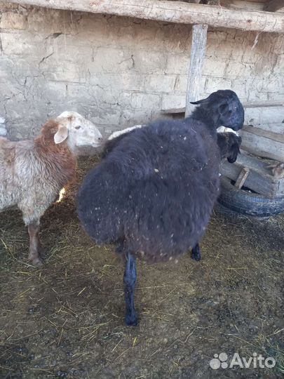 Баран на племя