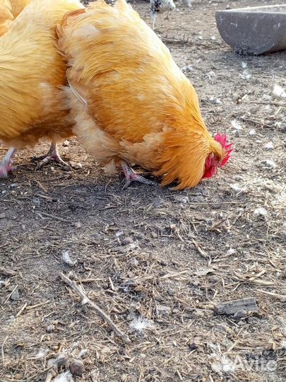 Петушки Орпингтон палевый