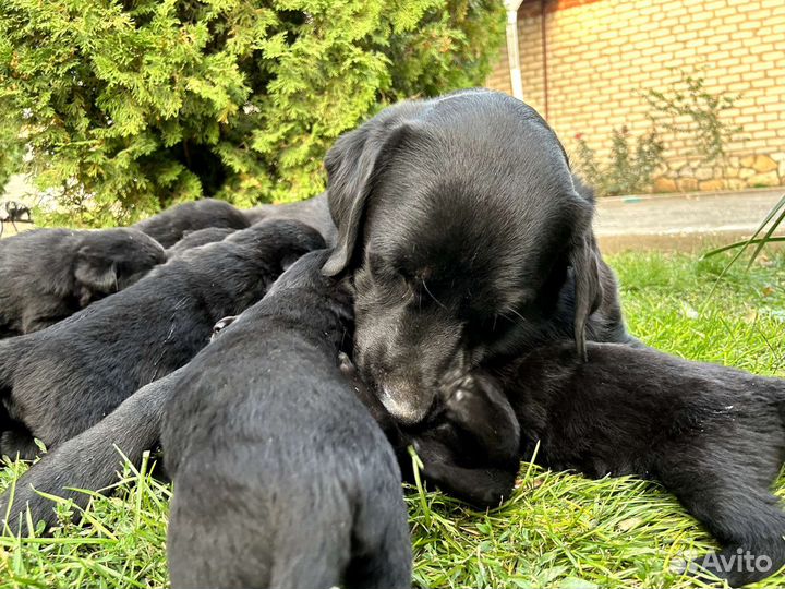 Щенки лабрадора