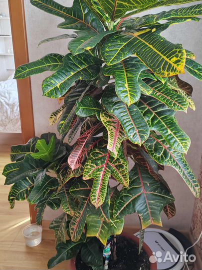 Кодиеум кротон