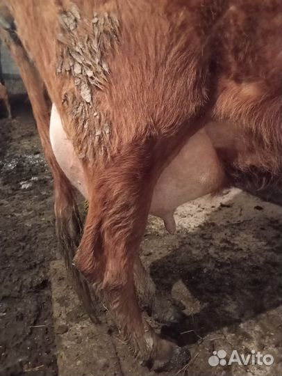 Коровы стельные, дойные, нетели, телки и телята