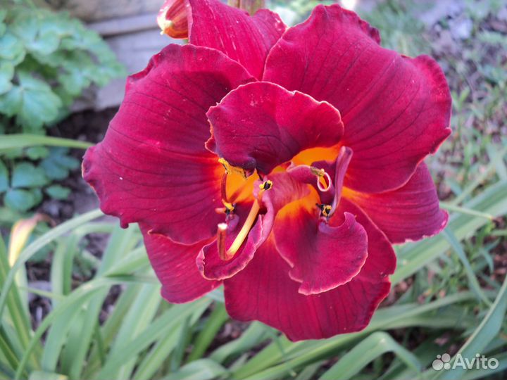 Лилейники сортовые