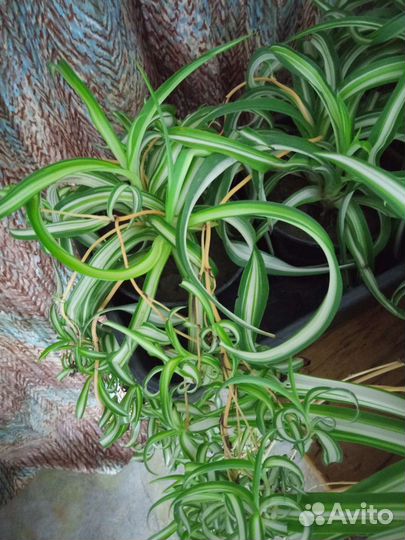 Хлорофитум