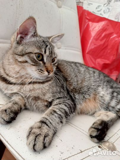 Котенок мальчик бесплатно