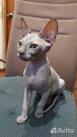 Котята сфинкс