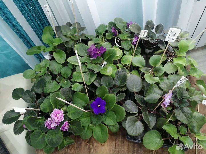 Фиалки сортовые