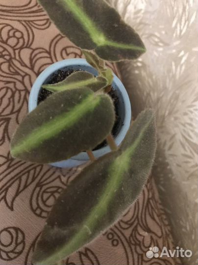 Бегония листада