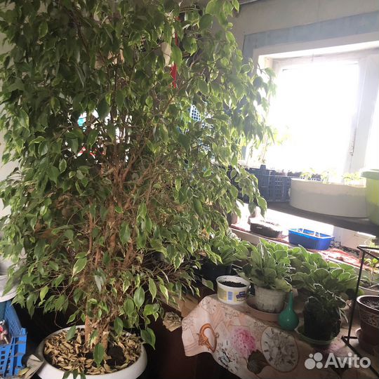 Комнатные растения цветы большие