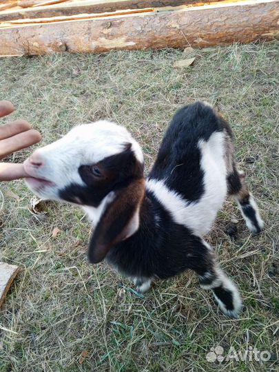 Козв нубийские, зааненские