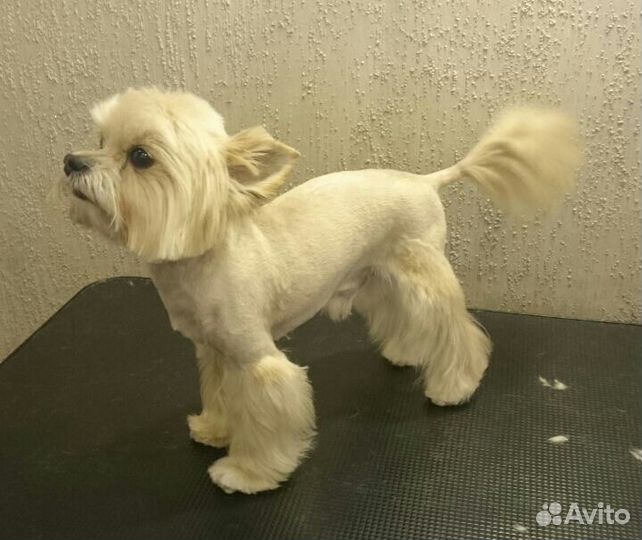 Стрижка собак и кошек- грумминг всех пород, уз чис