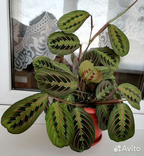 Маранта Фасцинатор триколор