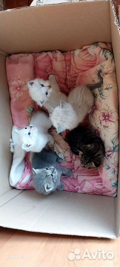 Отдам котят в добрые руки