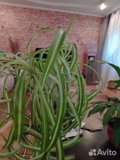 Хлорофитум, спатифиллум