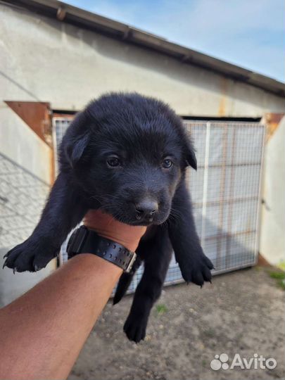 Щенки немецкой овчарки черные