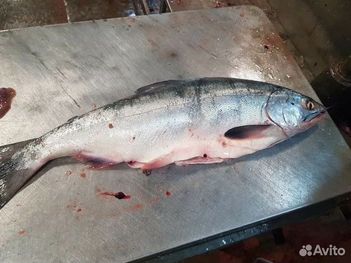 Горбуша дикая (наш рецепт внутри )