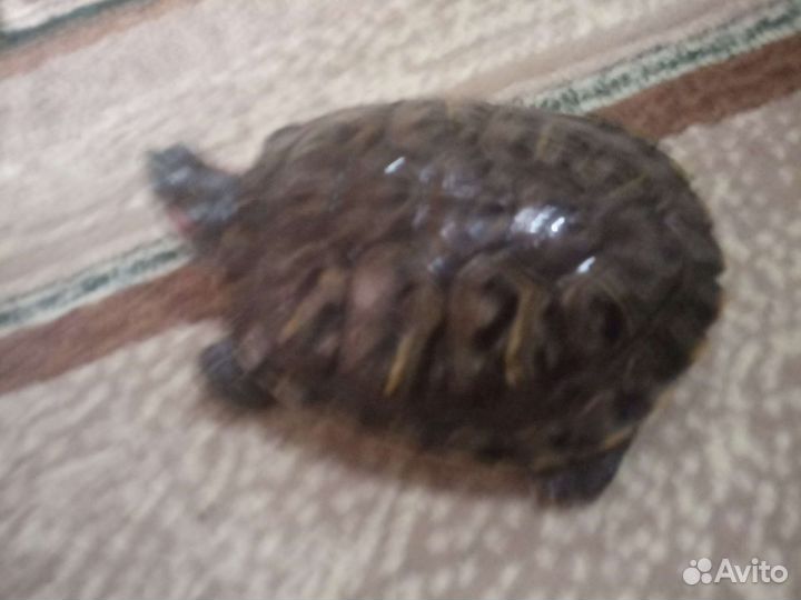 Красноухая черепаха