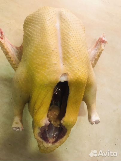 Мускусные утки