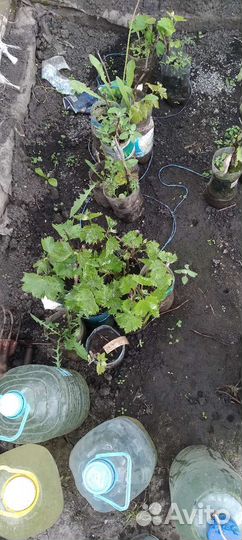 Продаются саженцы винограда