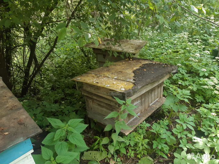 Инвентарь для пчеловодства