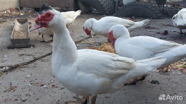 Мускусные утки