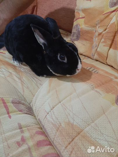 Продам декоративных кроликов