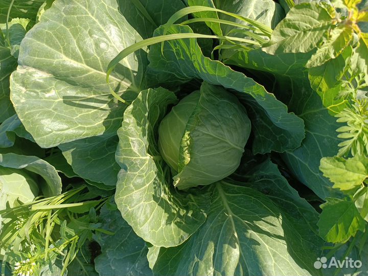 Капуста белокочанная оптом