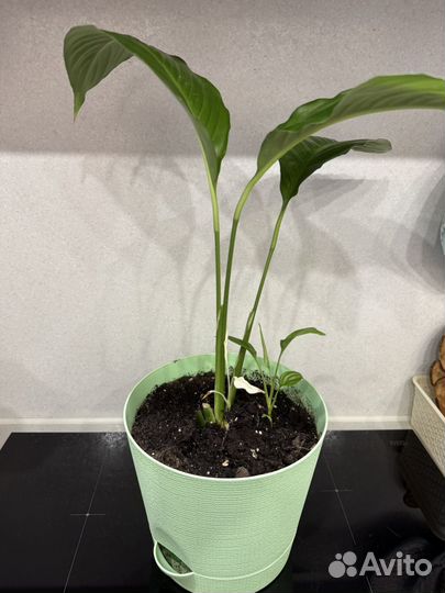 Спатифиллум picasso