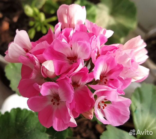 Пеларгония, Цветы комнатные