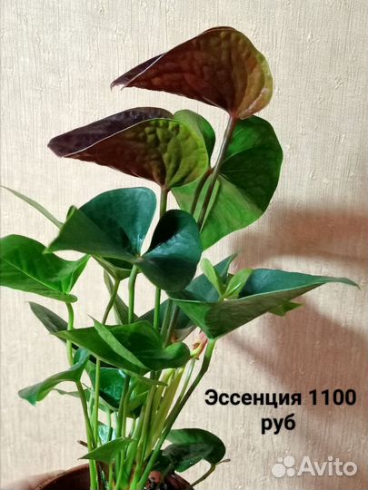 Антуриум эссенция