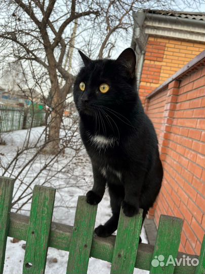 Потерялся кот