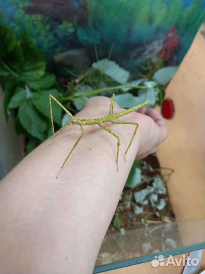 Палочник аннамский