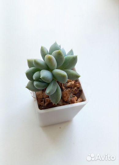 Суккуленты ч.2