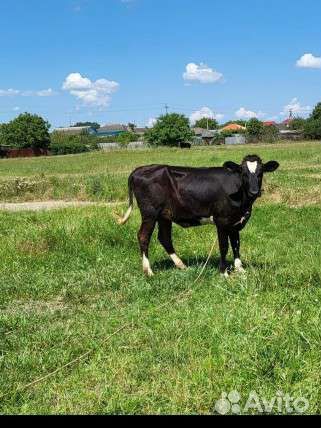 Быки и телки