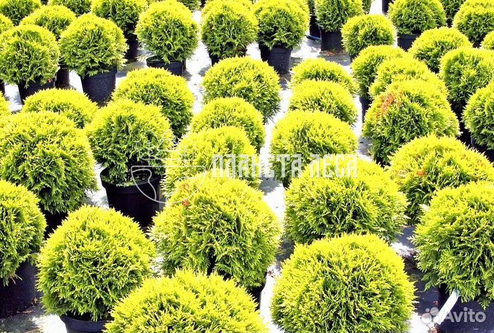 Туя западная Даника шарообразная Морозостойка