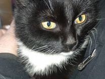 Красивая кошка в черном фраке ищет дом