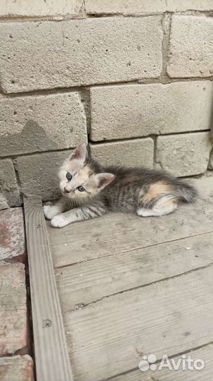 Кошка