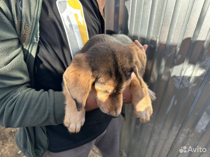 Щенки даром