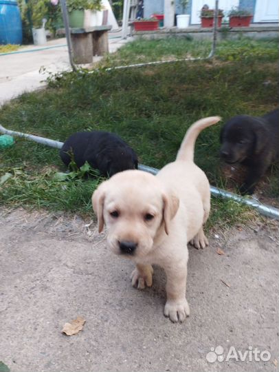 Щенки лабрадора