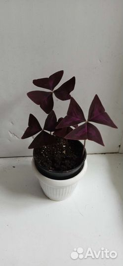 Кислица оксалис