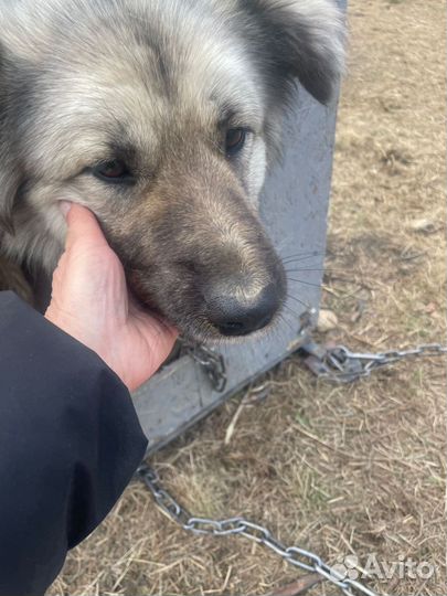 Собака охранник