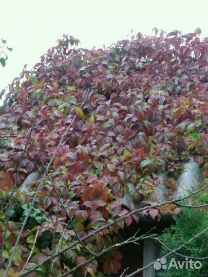 Виноград девичий