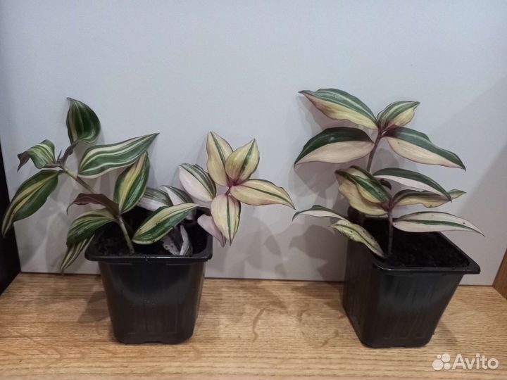 Традесканция