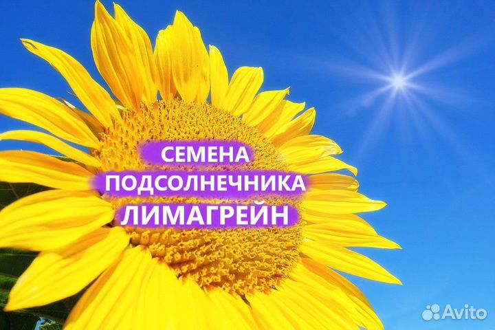 Гибриды семена подсолнечника лг 5663 (Лимагрейн)