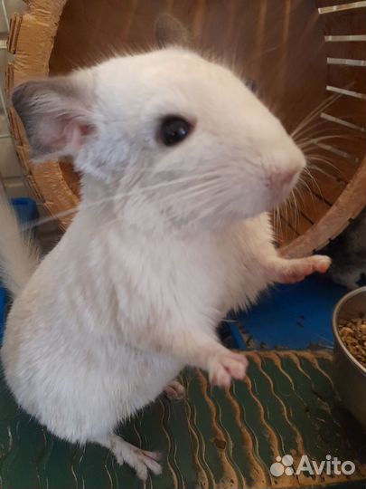 Шиншиллы пара