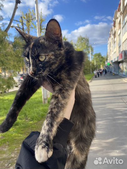 Отдам кошку