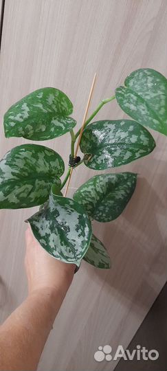 Сциндапсус экзотика