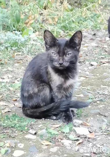 Котенок девочка пытается выжить, спасём малышку