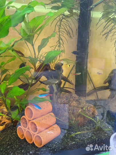 Аквариум с рыбками